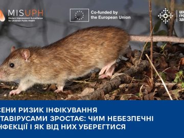 Восени ризик інфікування хантавірусами зростає: чим небезпечні ці інфекції та як від них уберегтися