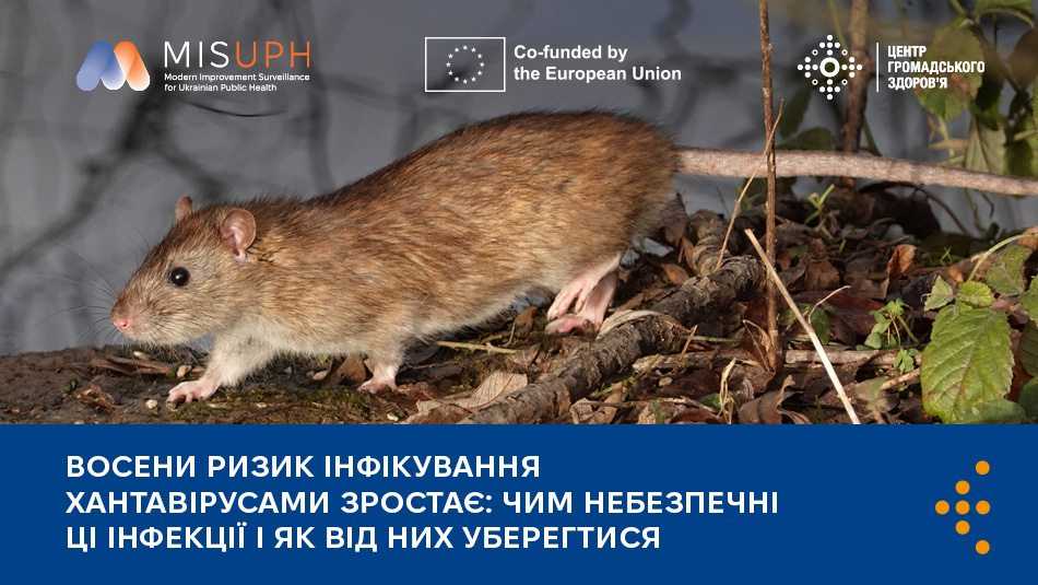 Восени ризик інфікування хантавірусами зростає: чим небезпечні ці інфекції та як від них уберегтися